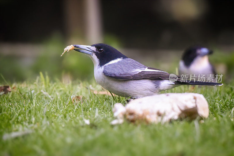 灰伯劳鸟(Cracticus torquatus)